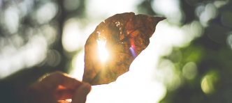 Leaf in the sun